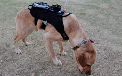 Emergency Response Teams Combine Mobile Robots, Drones, and Dogs