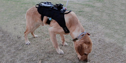 Emergency Response Teams Combine Mobile Robots, Drones, and Dogs