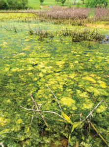 Example of algae bloom. Ph Cred. waterworld.com